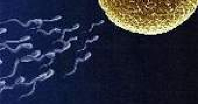 Viagra afecteaza fertilitatea