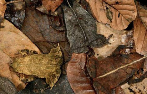  Top  Priveste cu atentie! Poti gasi animalele din aceste poze?