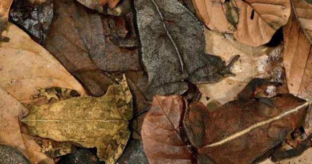  Top  Priveste cu atentie! Poti gasi animalele din aceste poze?