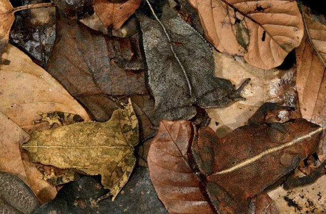 Priveste cu atentie! Poti gasi animalele din aceste poze?