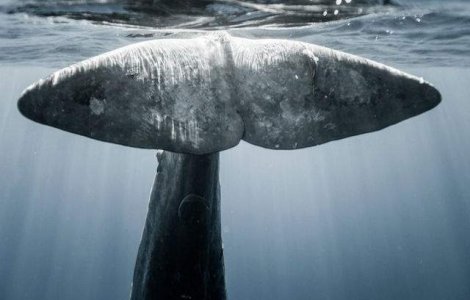  Foto  Viata din adancuri: Imagini superbe surprinse de doi pasionati de freediving