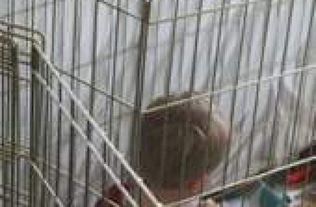 Copilul-pasare, crescut de propria mama intr-o colivie