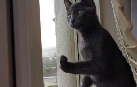 Aceasta pisicuta vede zapada pentru prima data. Cum reactioneaza