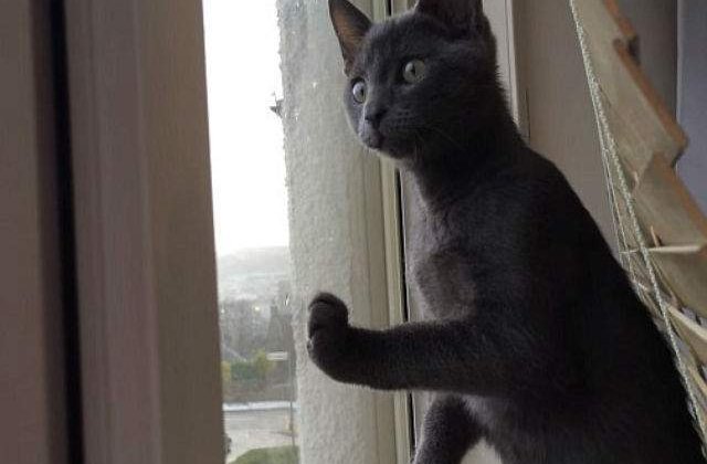 [VIDEO] Aceasta pisicuta vede zapada pentru prima data. Cum reactioneaza