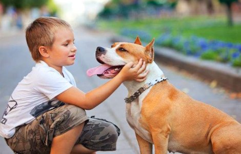 Copilul pleaca la scoala. Uite ce reactie emotionanta are cainele