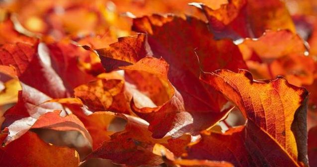 Sandu: Pana pe 24 noiembrie, probabilitatea pentru ninsori e foarte redusa