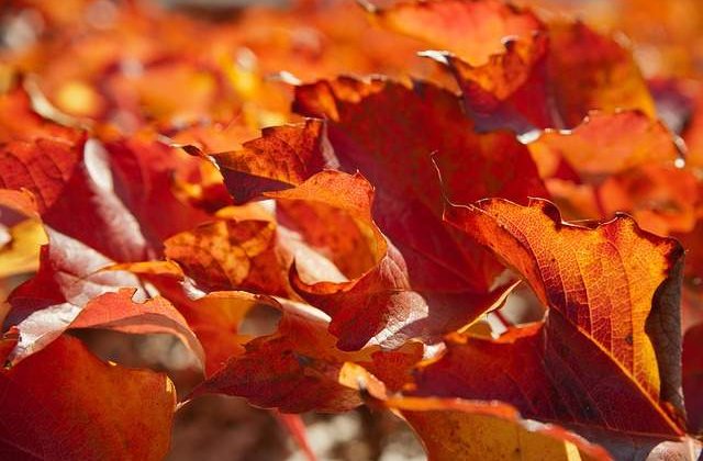 Sandu: Pana pe 24 noiembrie, probabilitatea pentru ninsori e foarte redusa