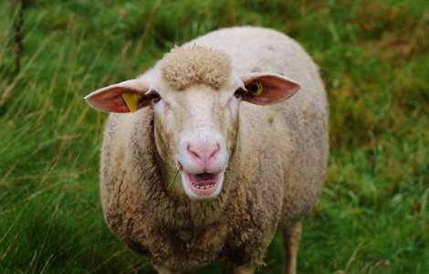  Top  Le vezi? Gaseste cele 500 de oi din poze!