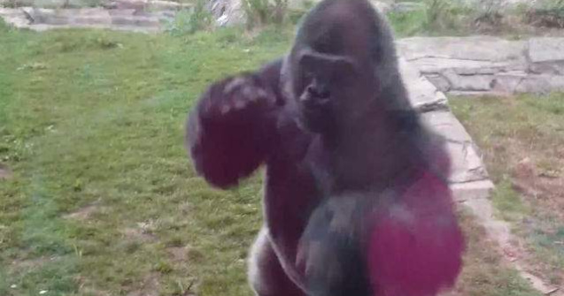 Se bate cu pumnii in piept in fata unei gorile. Cum reactioneaza