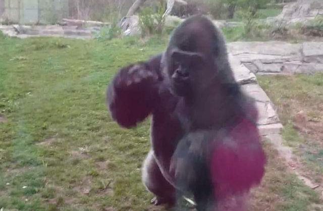 [VIDEO] O fetita se bate cu pumnii in piept in fata unei gorile. Cum reactioneaza animalul