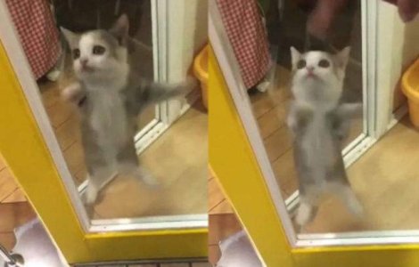 Uite cat se bucura aceasta pisica atunci cand isi vede stapanul