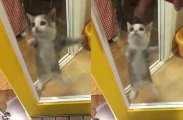 [VIDEO] Uite cat de tare se bucura aceasta pisica atunci cand stapanul ei se intoarce acasa