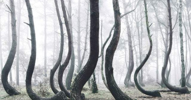 Misterul copacilor indoiti. Cum arata bizara padure din Polonia