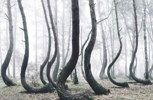 [FOTO] Misterul copacilor indoiti. Cum arata bizara padure din Polonia