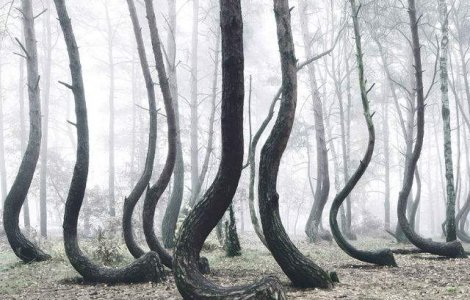  Foto  Misterul copacilor indoiti. Cum arata bizara padure din Polonia