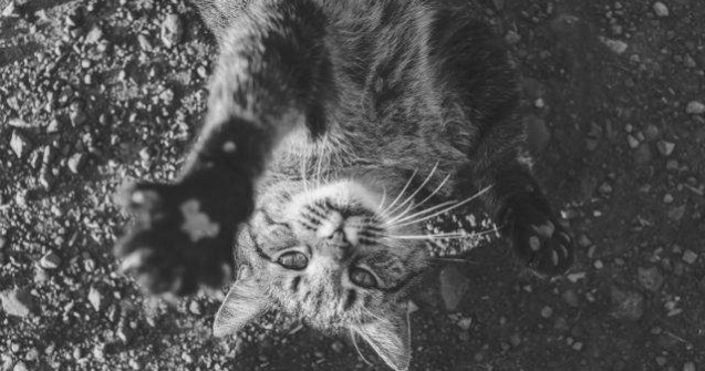 O pisica, muza care a inspirat o artista sa creeze ilustratii superbe