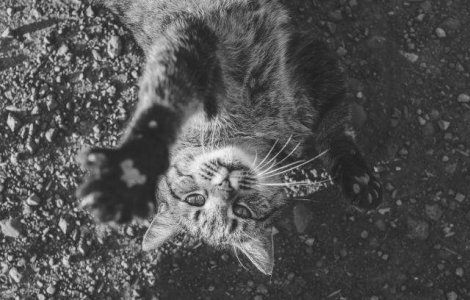 O pisica, muza care a inspirat o artista sa creeze ilustratii superbe