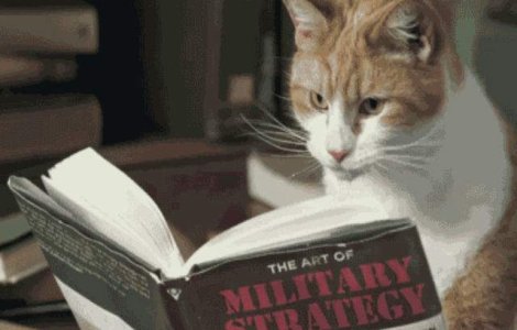 Pisicile au invadat internetul in timpul alertei teroriste din Belgia