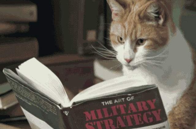 [FOTO] Locuitorii din Bruxelles au inundat internetul cu pisici in timpul operatiunilor antitero