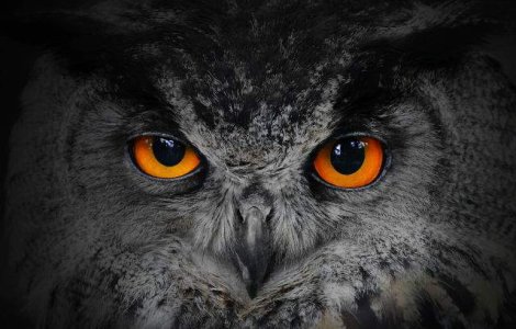 Studiu: Persoanele care adorm tarziu sunt mai inteligente