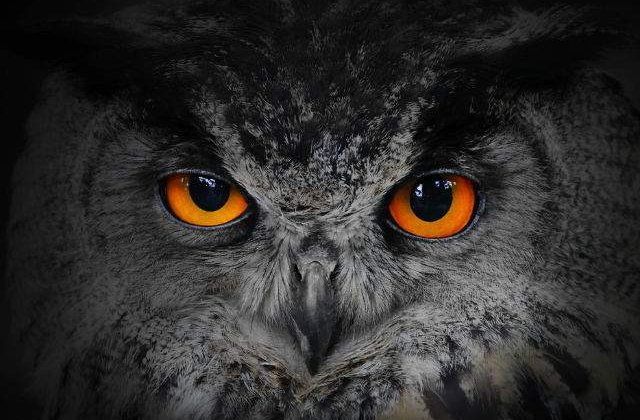 Studiu: Persoanele care adorm tarziu sunt mai inteligente