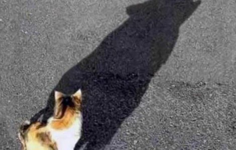  Top  Nu te lasa pacalit! Fotografii care iti vor pune atentia la incercare