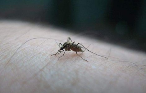Au fost creati tantarii care NU transmit malaria