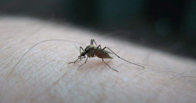 Au fost creati tantarii care NU transmit malaria