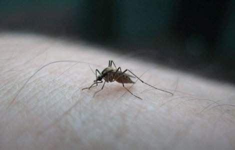 Au fost creati tantarii care NU transmit malaria