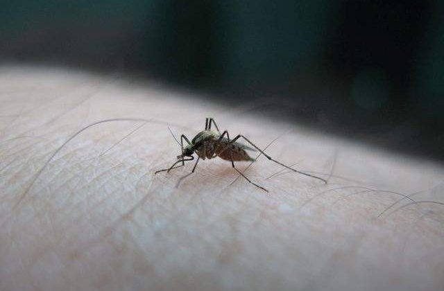 Au fost creati tantarii care NU transmit malaria