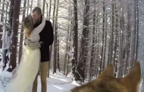 Si-au pus cainele sa le filmeze nunta. Rezultatul? Total neasteptat