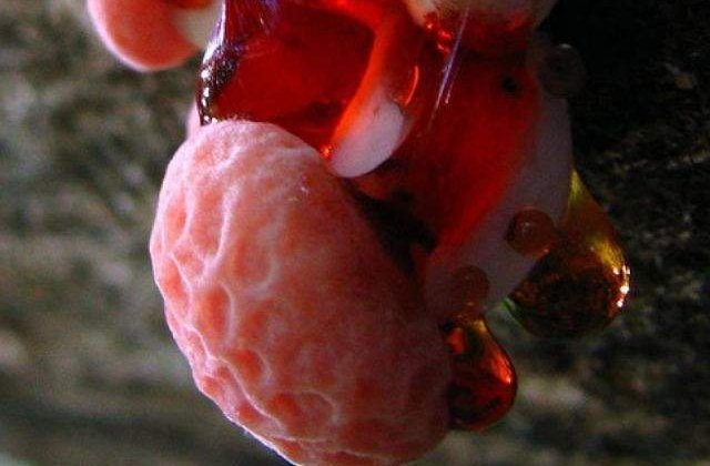 Asemanari SOCANTE! Anatomia corpului uman, regasita in mijlocul naturii