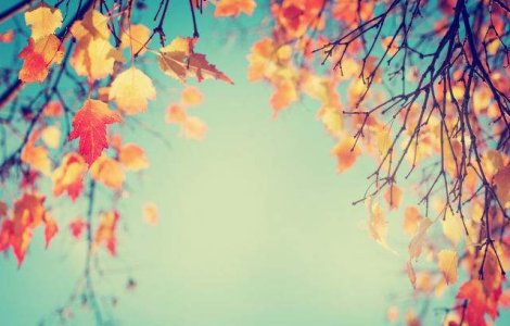  Foto  Copacul care transforma pamantul din jur intr-un ocean galben