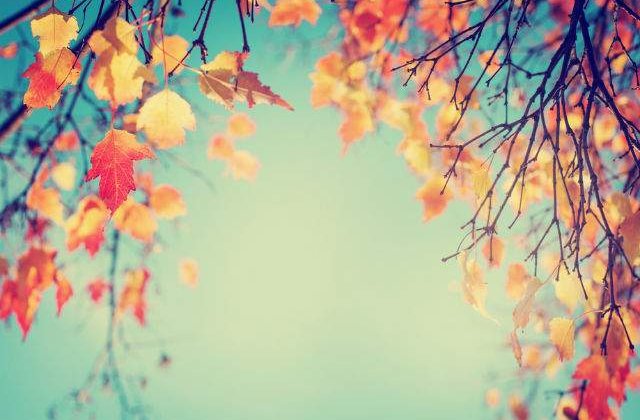 [FOTO] Copacul care transforma pamantul din jur intr-un ocean galben