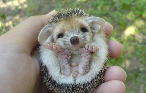  Top  Iti vor face ziua mai frumoasa! 10 pui de animale de care te vei indragosti INSTANT