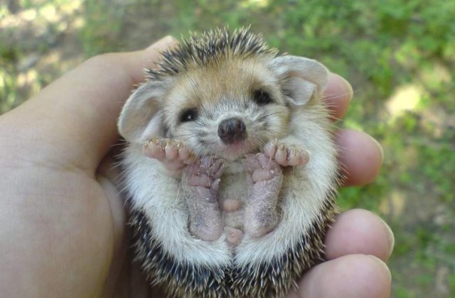 Iti vor face ziua mai frumoasa! 10 pui de animale de care te vei indragosti INSTANT