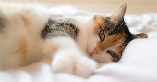  Top  Zece dintre cele mai HAIOASE pozitii in care atipesc pisicile