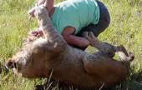 Incredibil! A scapat teafara dupa ce a fost atacata de un leu de 200 de kg