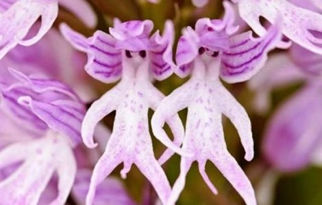  Top  Te cuceresc pe loc! Secretele naturii, in imagini geniale