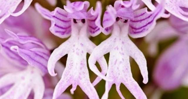  Top  Te cuceresc pe loc! Secretele naturii, in imagini geniale