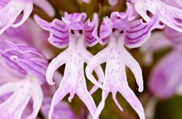 Te cuceresc pe loc! Secretele naturii, in imagini geniale