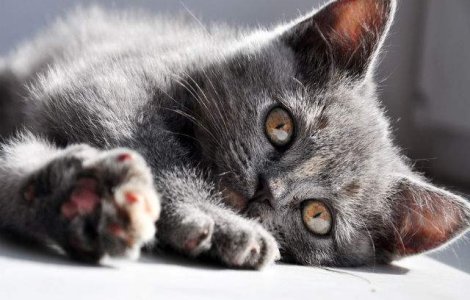  Top  Sigur nu stiai! 6 beneficii pentru sanatate pe care ti le aduce o PISICA