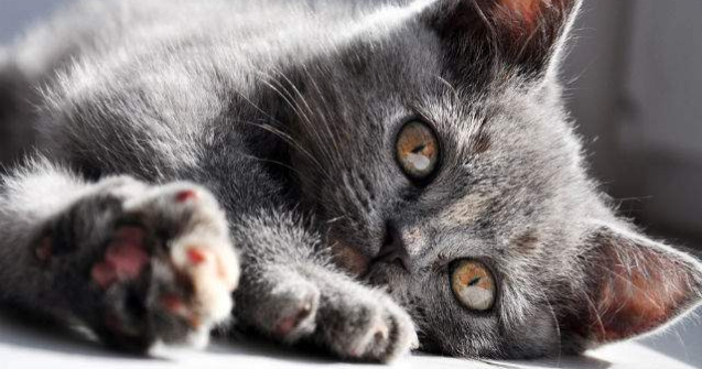  Top  6 beneficii pentru sanatate pe care ti le aduce o PISICA