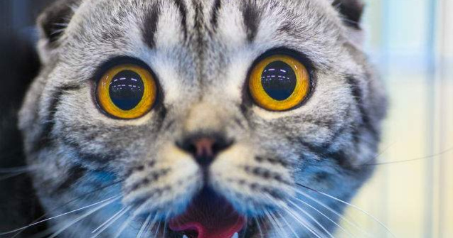  Top  Iti vine sa crezi? TOP 10 statistici atat de bizare incat par inventate