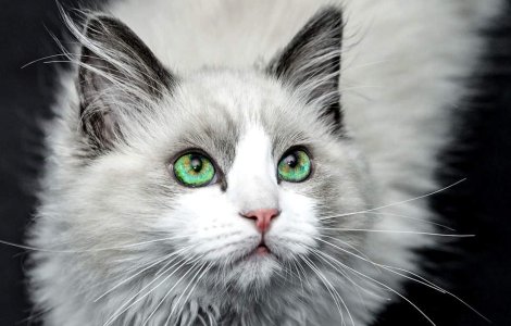 Femeile si pisicile, starurile platformei Instagram, in 2015