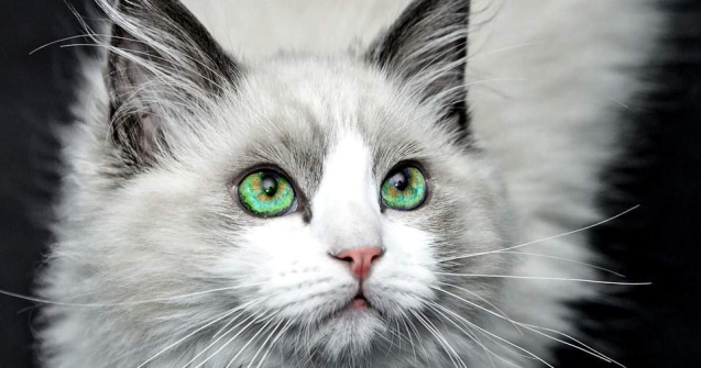 Femeile si pisicile, starurile platformei Instagram, in 2015