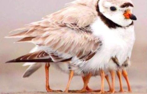  Top  Test de concentrare! Realitate, arta sau fictiune?