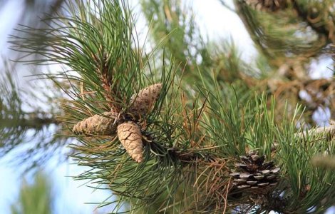 Zeci de mii de pomi de Craciun, scosi la vanzare de Romsilva