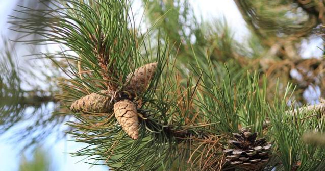 Zeci de mii de pomi de Craciun, scosi la vanzare de Romsilva