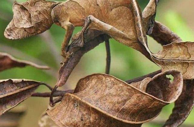 Le poti vedea? Asii camuflarii, in imagini care iti vor capta atentia